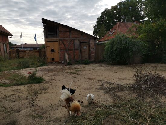 Mitbewohner und Ei-Lieferanten.