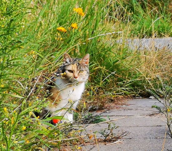 LANA, die Dame des Hauses