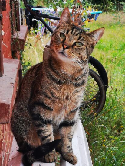 Nachbarschaftsbesuch