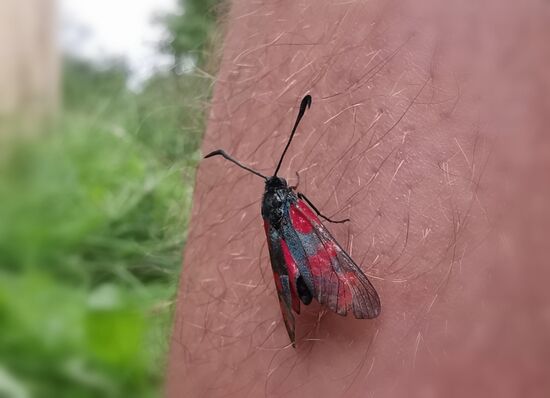 ,,,und diverse Wiesenbewohner