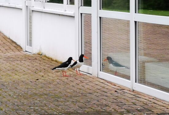 Die zwei haben sich bestimmt 15 Minuten lautstark gestritten... nein nicht untereinander, sondern mit ihren Spiegelbildern 