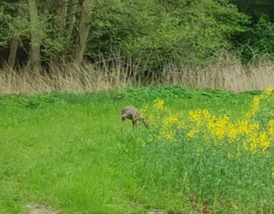 kleine ruhige Straßen und obwohl ich Auto fahre, sehe ich Tiere: ein Reh..