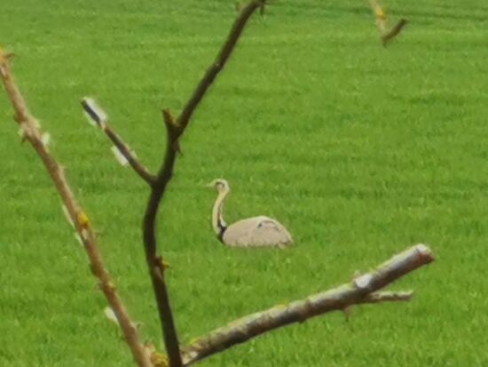 ein Nandu !!!  - Hasen und Eichhörnchen waren zu schnell für ein Foto