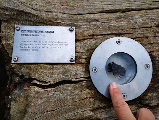 Nashornkäfer Männchen - ganz schön groß