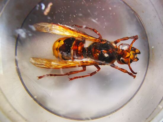 und die Hornisse auch nicht kleiner ...