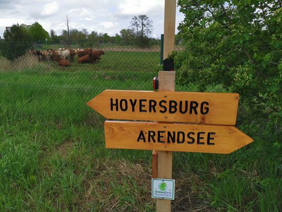 Mein Cousin Michael HOYER liebt KÜHE und fährt das GRÜNE BAND - und so musste ich dieses Foto für ihn machen "3 in 1" 