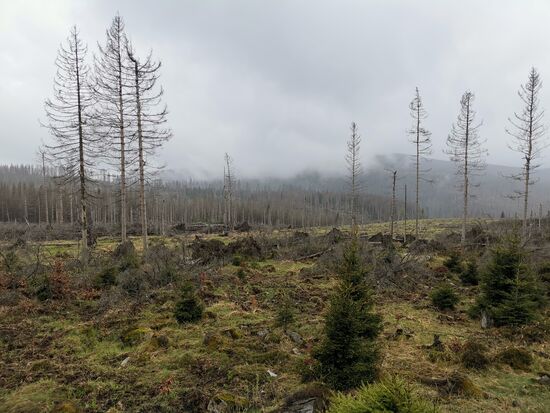 große Flächen Baumsterben durch Borkenkäferbefall