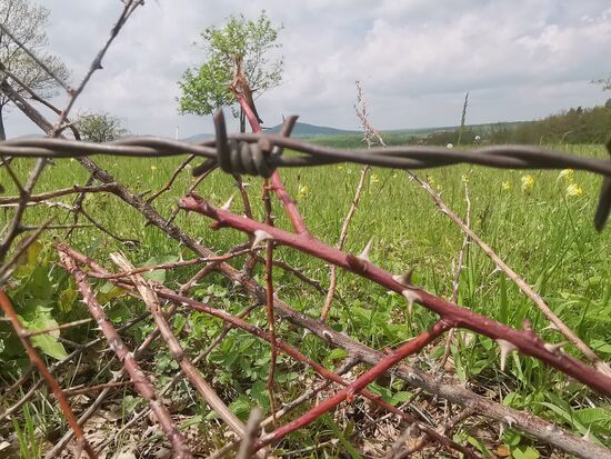 hier trifft Stacheldraht auf Naturstacheln ...