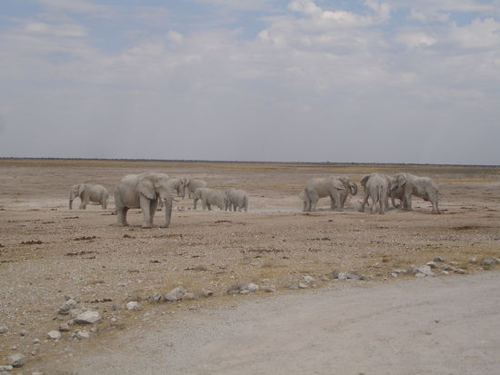 eine große Elefantenfamilie