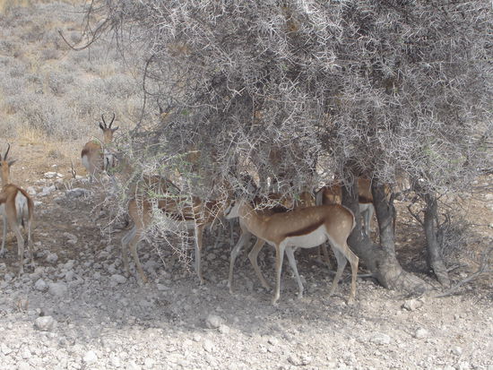 Springböcke suchen Schutz vor der Sonne