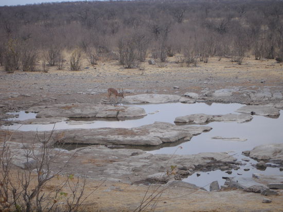 Blick auf das Wasserloch
