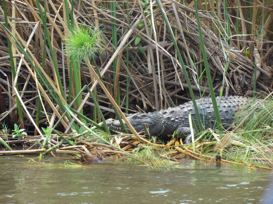 Krokodil, auf Beute wartend