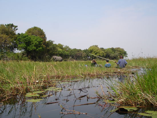 ein Elefant in unserer Nähe