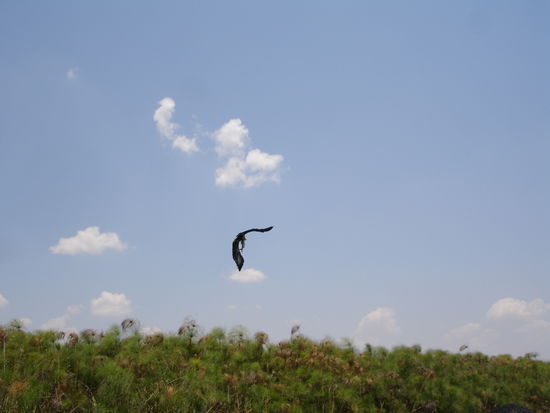 Vogel mit gefangenem Fisch im Schnabel (hab´s nicht besser fotografieren können)