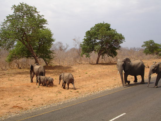 eine Elefantenfamilie überquert die Straße