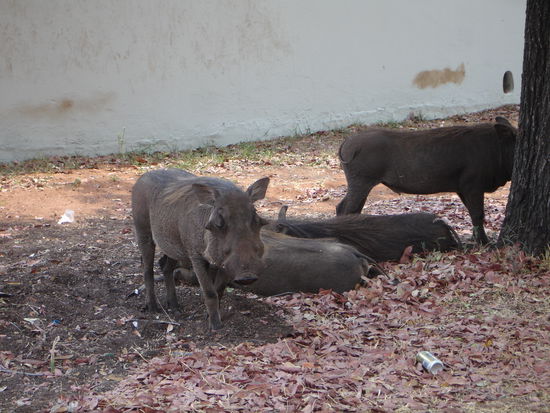 Warzenschweine am hellichten Tag in Victoria Falls