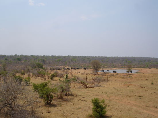 eine riesige Elefantenherde am nahen Wasserloch (vom Hochstand aus fotografiert)