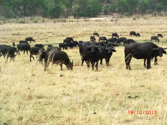 in Mitten einer Büffelherde