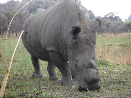 so nah ist man einem Nashorn nicht alle Tage!