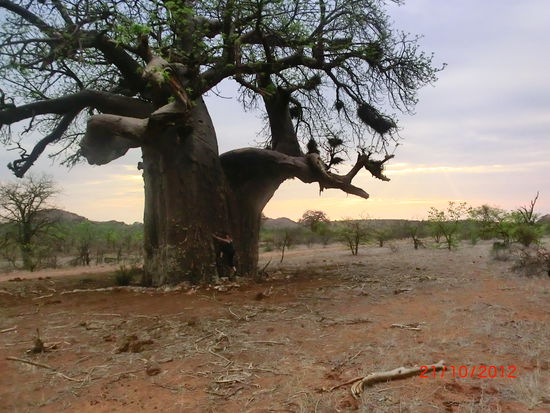 dieser große Mammutbaum stand bei uns am Camp