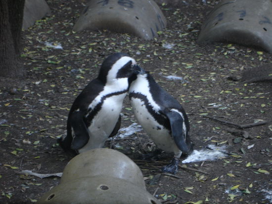 Boulders: Jack Ass- Pinguine