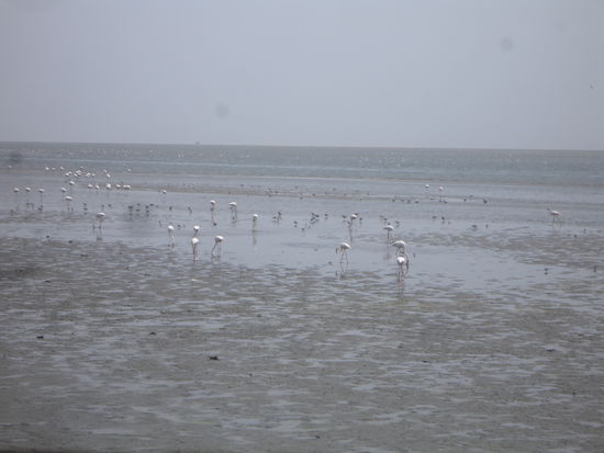 Walvis Bay- Flamingos