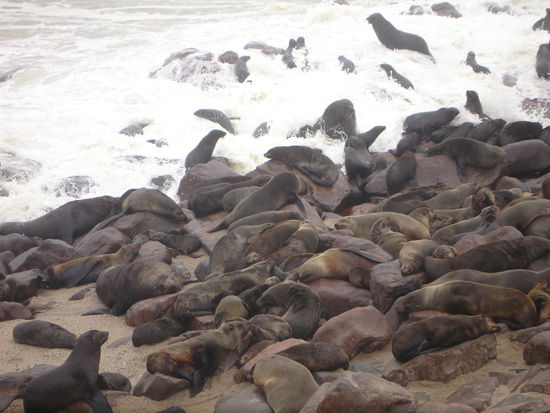 Seehundkolonie am Cape - Cross