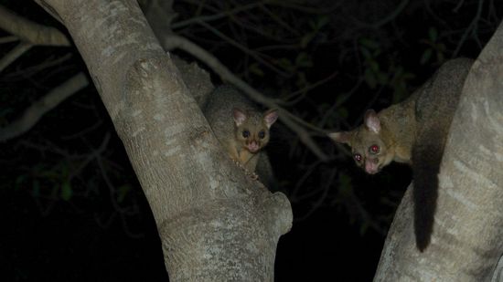 Possums auf der Wiese am Strand !