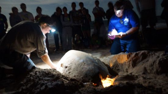 Mon Repos, Schildkroete bei Eiablage.