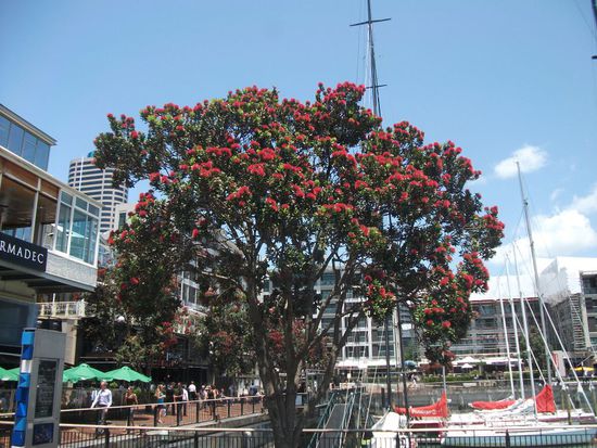 Pohutukawa- Christmastree