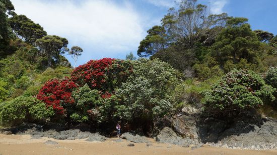 einsamer Strand mit Pohutukawa-Baum