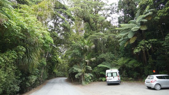 Puketi - Kauriwald mit Schotterstrasse