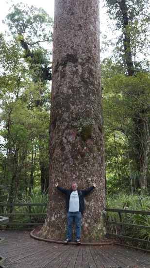 Reinhard mit uraltem Kauribaum