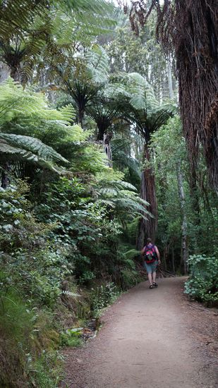 Hahei: Morgens um 7 h, Walk zur Cathedral-Cove