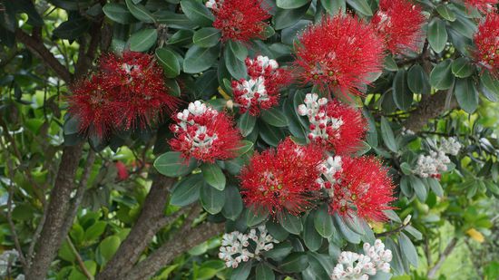 Blüten des Pohutukawa-Baum (auch Christmas-Tree genannt)
