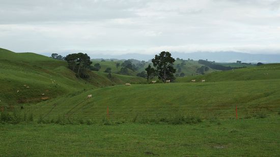 in diesen Hügeln befindet sich Hobbiton, gut versteckt für "nicht zahlende" Besucher 