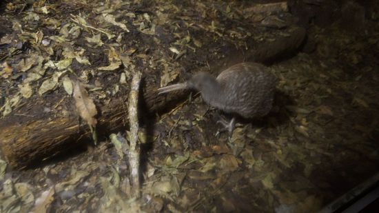 ein echter Kiwi im Kiwihouse