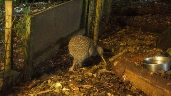 noch ein echter Kiwi im Kiwihouse