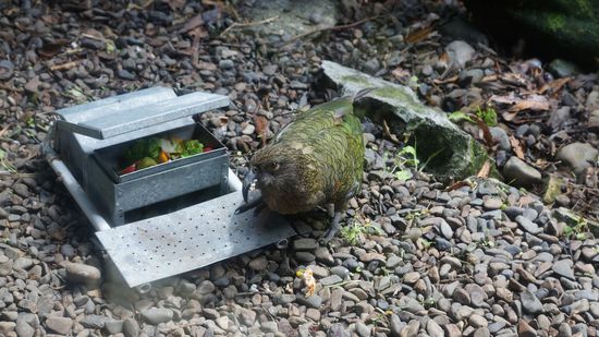 ein Kaka im Kiwihouse
