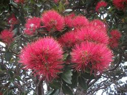 Pohutukawa-Blüten
