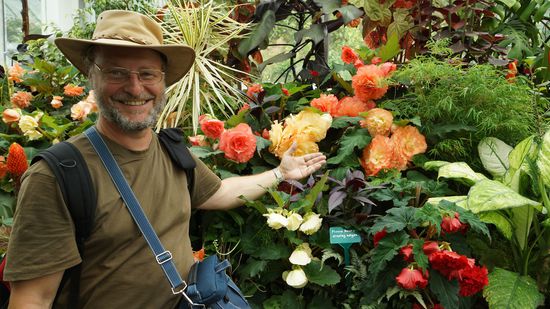 riesige Begonien im Gewächshaus