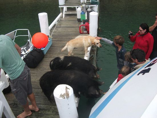 "schweinische Begrüßung" am Steg bei der Postübergabe (2 Hängebauchschweine), die freuten sich sehr über Kekse 