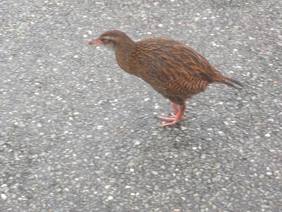 Das ist ein WEKA, ein ziemlich frecher Vogel so groß, wie ein Huhn.