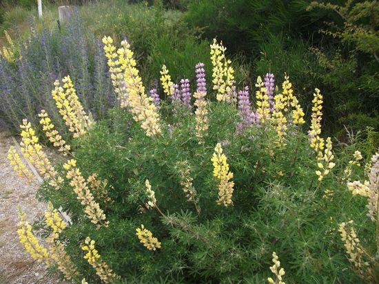 wilde Lupinen auf dem Weg nach Queenstown.