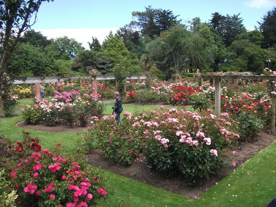 Invercargill - Bot. Garten: herrlicher Rosengarten 