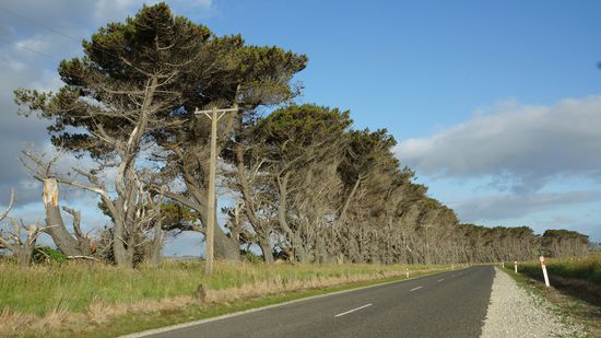 entlang der Südküste Rtg. Dunedin, dieses Gebiet nennt sich Catlins.
Diese spez. Bäume werden hier als Windschutz gepflanzt. Es ist hier sehr windig, wie man sieht !