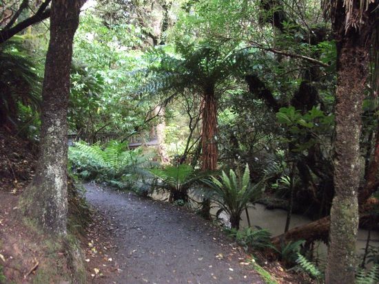Purakaunui: Walk zum Wasserfall