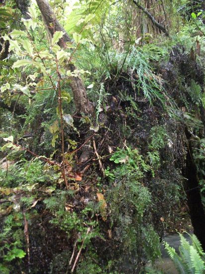 Purakaunui: Urwald-Walk zum Wasserfall