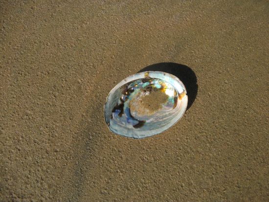 eine ganz heile Paua-Muschel gefunden 