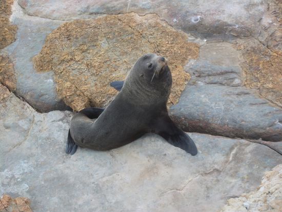Moeraki - Seelöwe